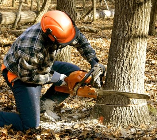 Tree Removal in Tebbetts, MO